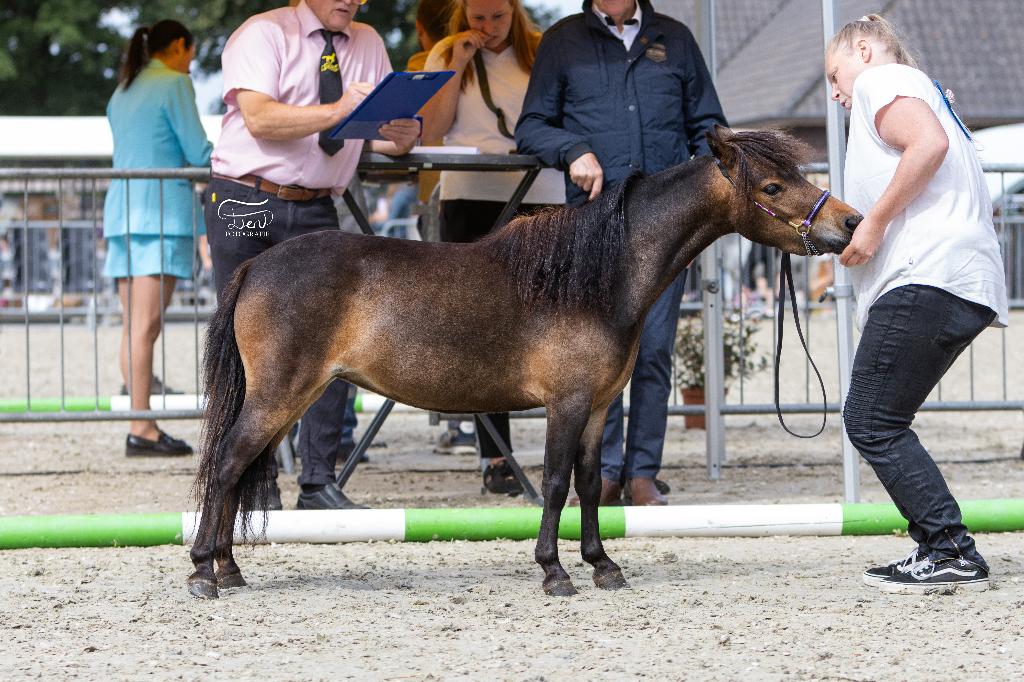 AMHA BMP merrie, Dieren en Toebehoren, Pony's, Merrie, A pony (tot 1.17m), 3 tot 6 jaar, Met stamboom, Gechipt, Ontwormd, Ingeënt