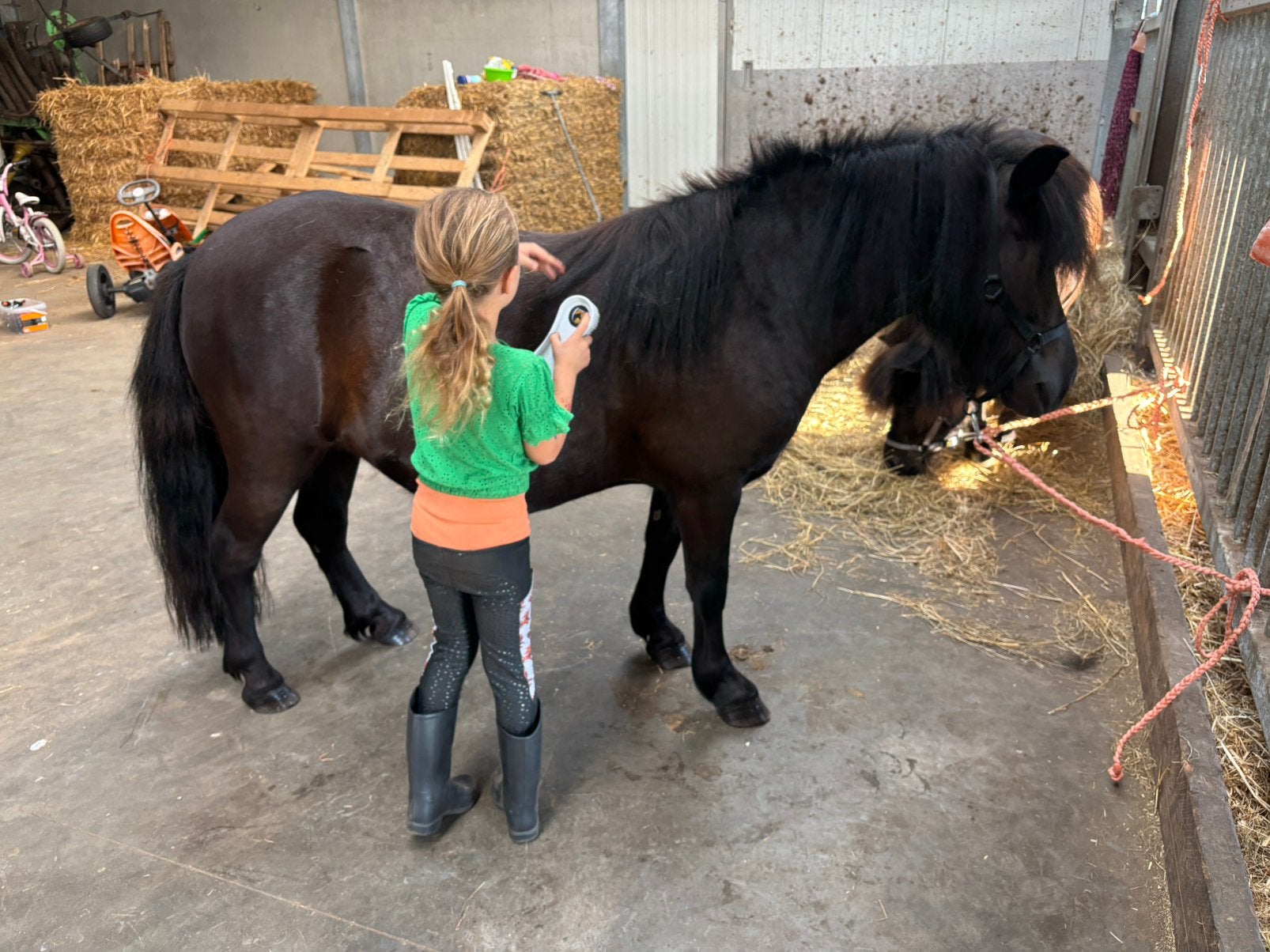 Shetlander Quinty
