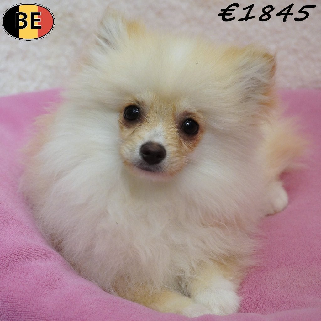 Spitz, couleur crème - chiots belges à vendre, 15 semaines à 1 an, Commerçant, Maladie de Carré (chiens), Autres races