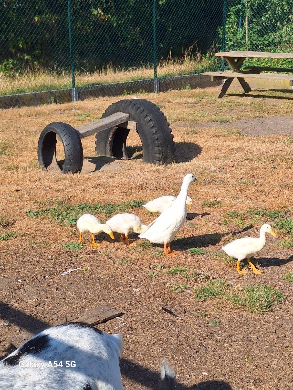 Loop eendjes, Dieren en Toebehoren, Pluimvee