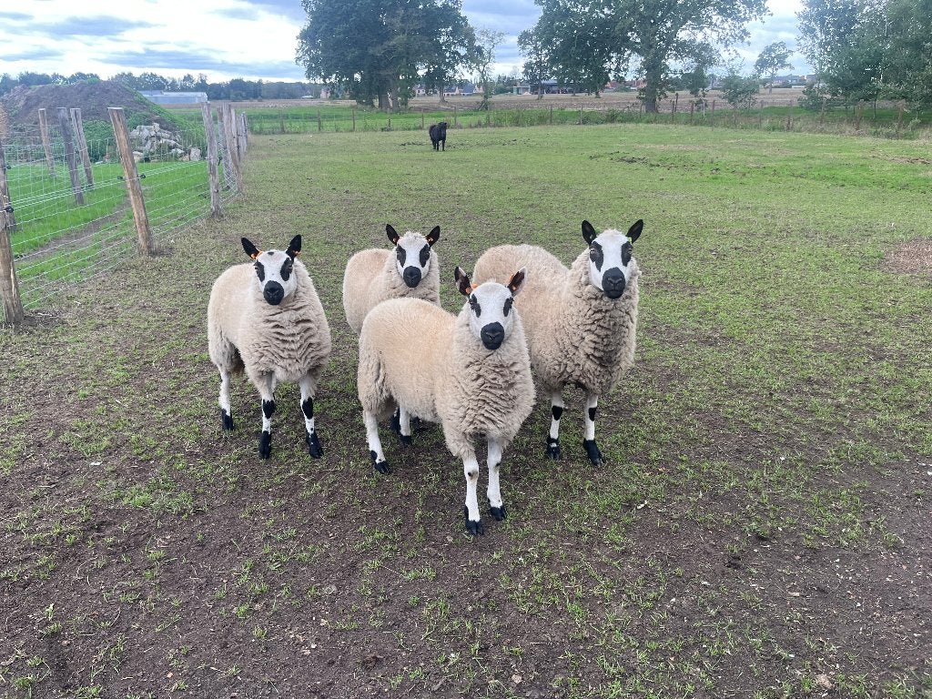 Kerry hill schapen, Plusieurs animaux, Mouton, 0 à 2 ans