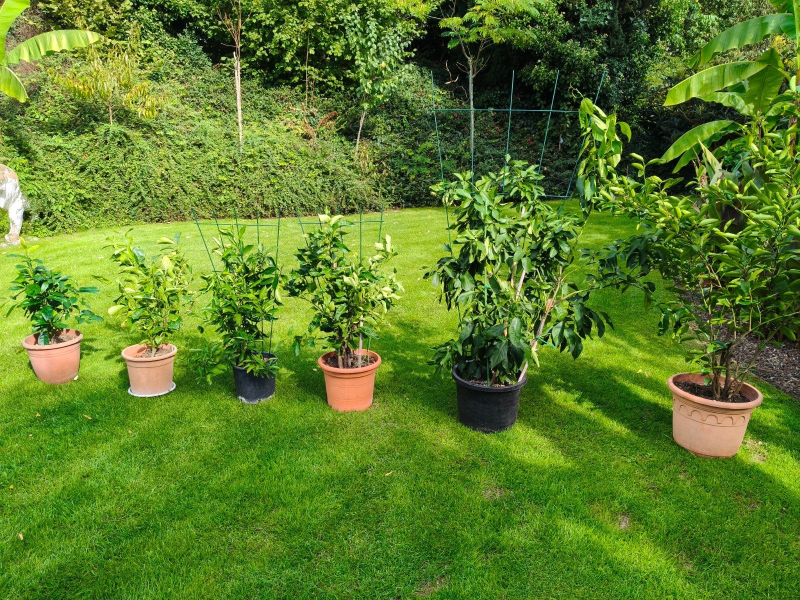 6 citrusplanten, Tuin en Terras, Ophalen