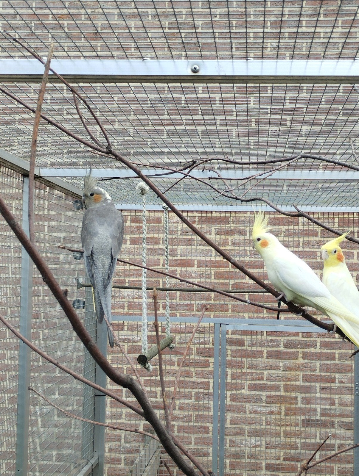 Jong koppeltje valkparkieten