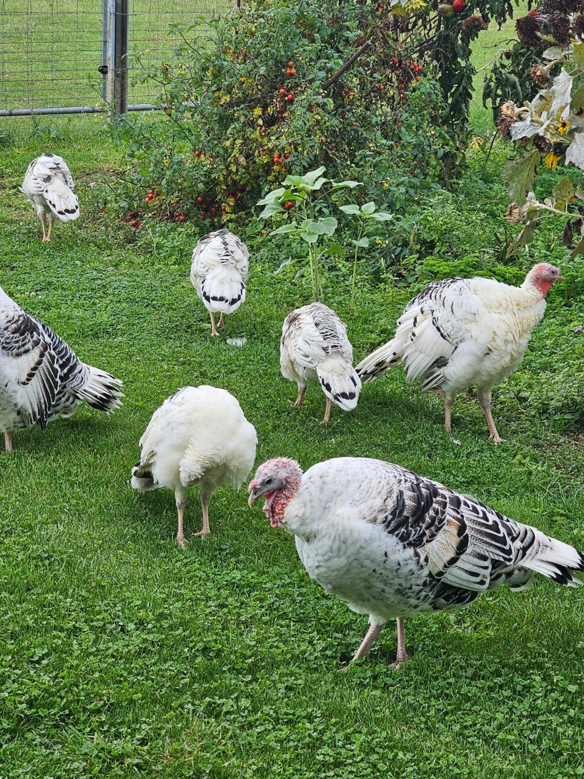 5 ronquiere kalkoenen