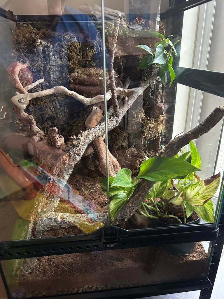 Exo terra terrarium 45x45x60, Dieren en Toebehoren, Ophalen, Zo goed als nieuw, Terrarium of Paludarium