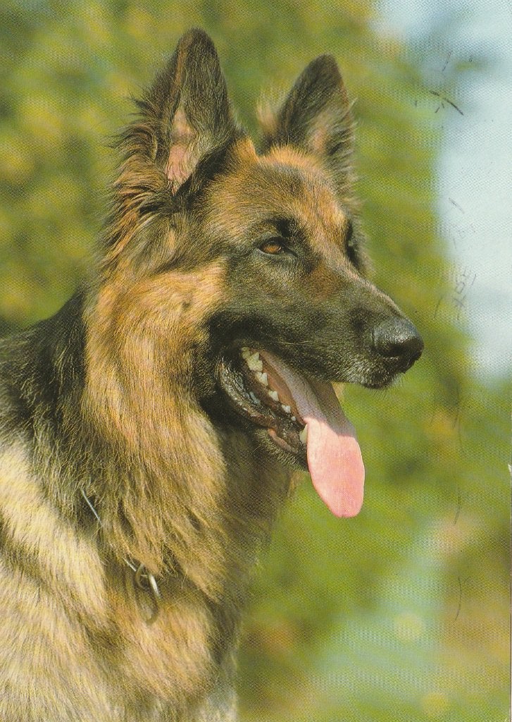 HERDERSHOND, Verzamelen, Postkaarten | Dieren, Ophalen of Verzenden, 1980 tot heden, Gelopen, Hond of Kat