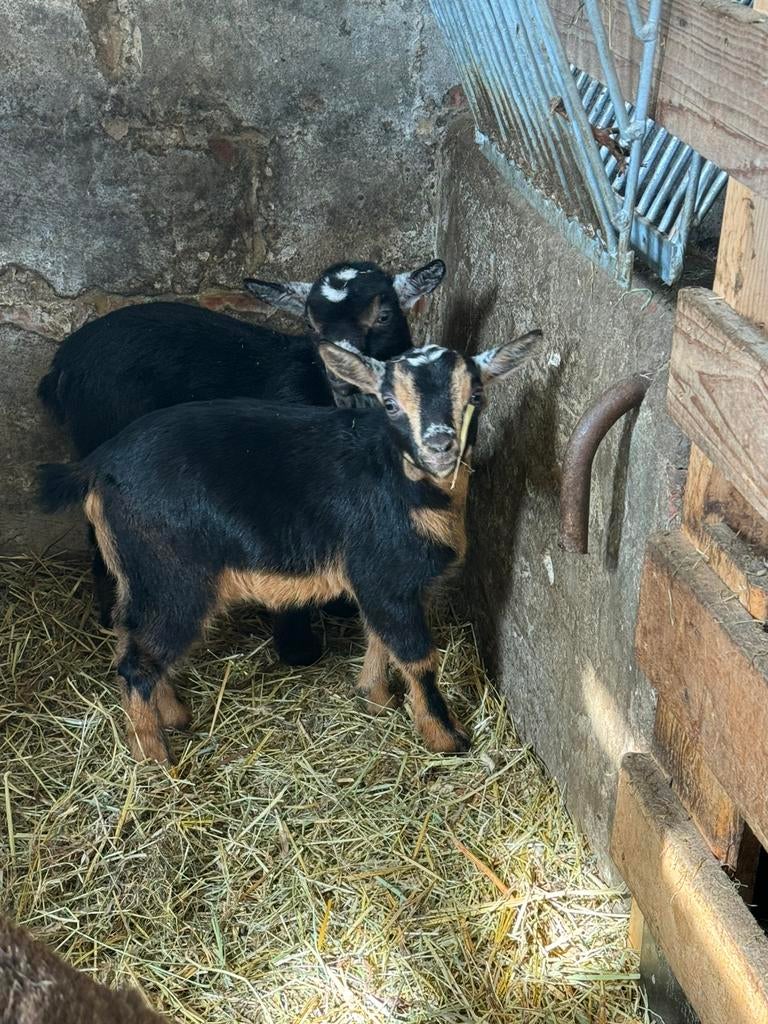 Geit Mieke lam (gereserveerd), Femelle, Chèvre, 0 à 2 ans