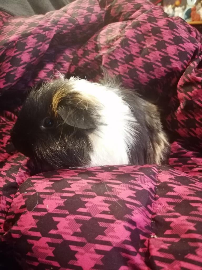 Cavia cornet beertje ( gereserveerd), November, Cavia