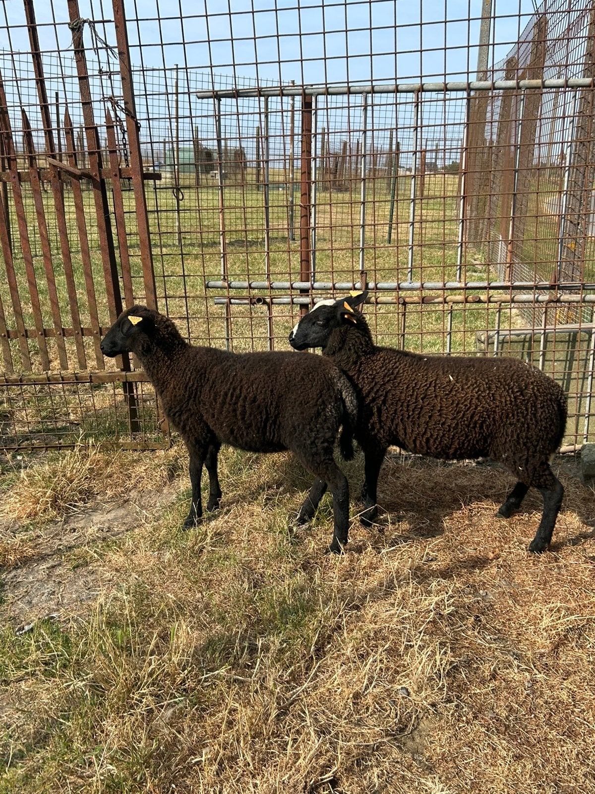 4 schapen ooien, Femelle, Mouton