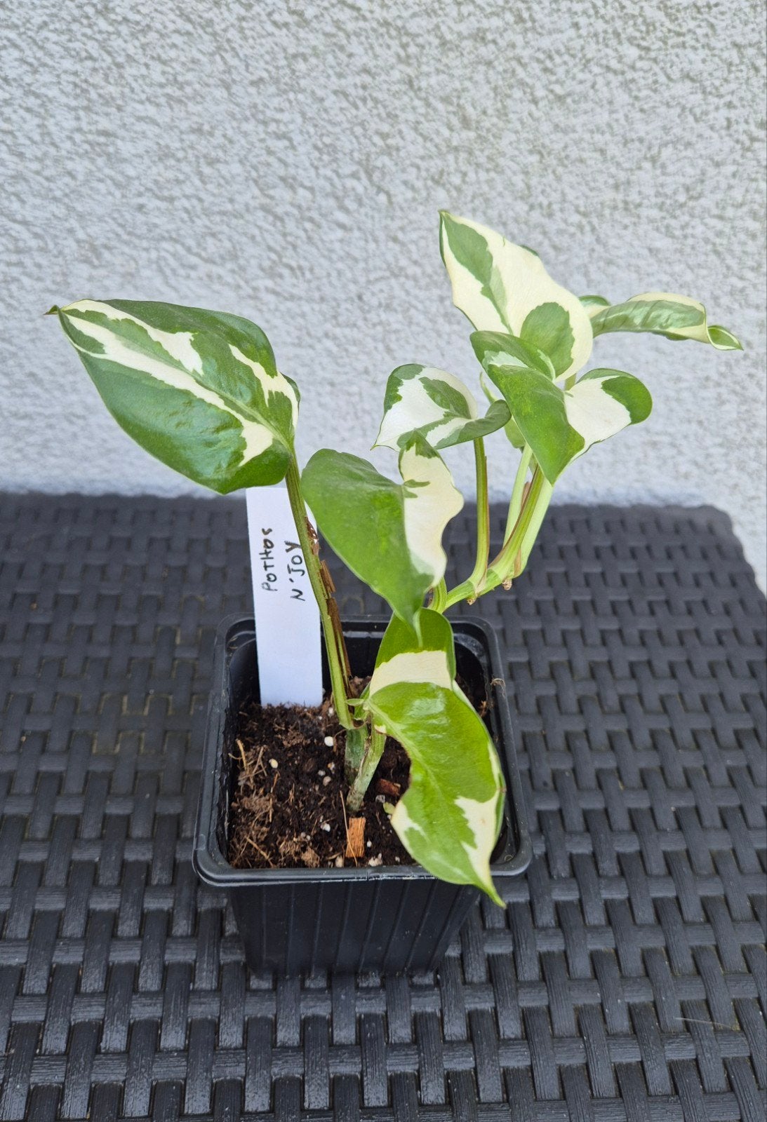 Pothos N'joy