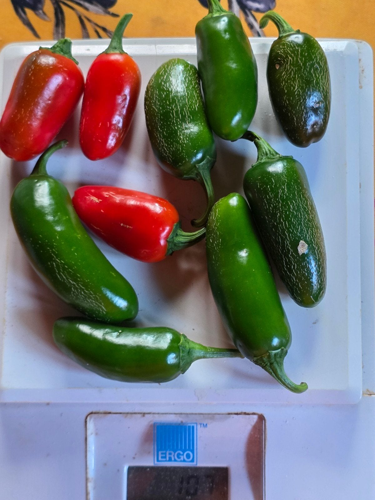 verse pepers: jalapeno's en ook andere soorten, Ophalen