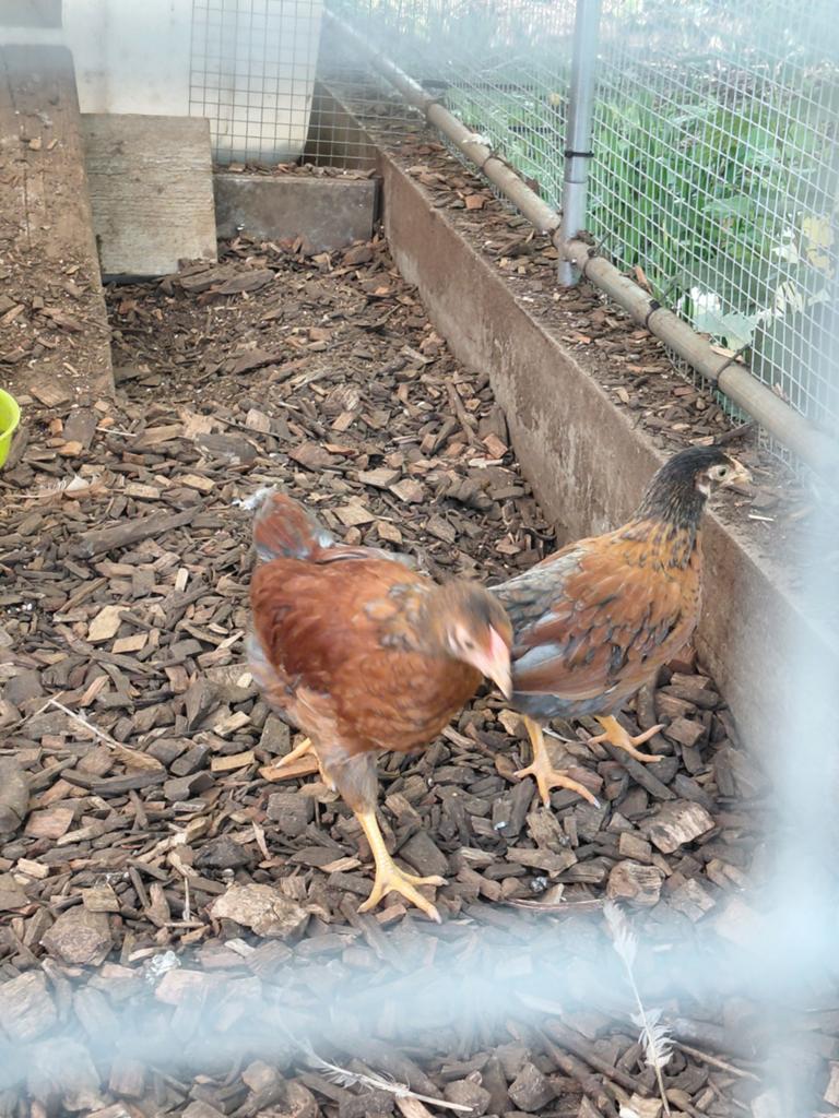 Wyandotte kriel hennen  ( 1 hen kruising ), Dieren en Toebehoren, Pluimvee