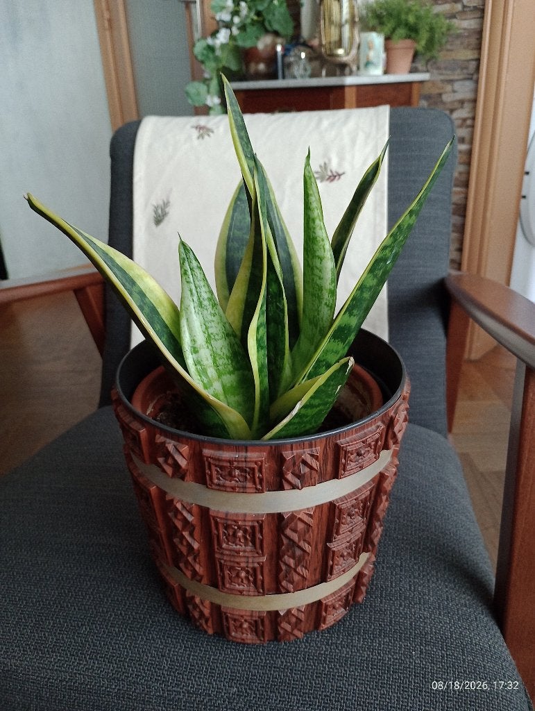 Plante verte sansevieria trifasciata laurentii + pot, Autres espèces, En pot, Moins de 100 cm, Enlèvement