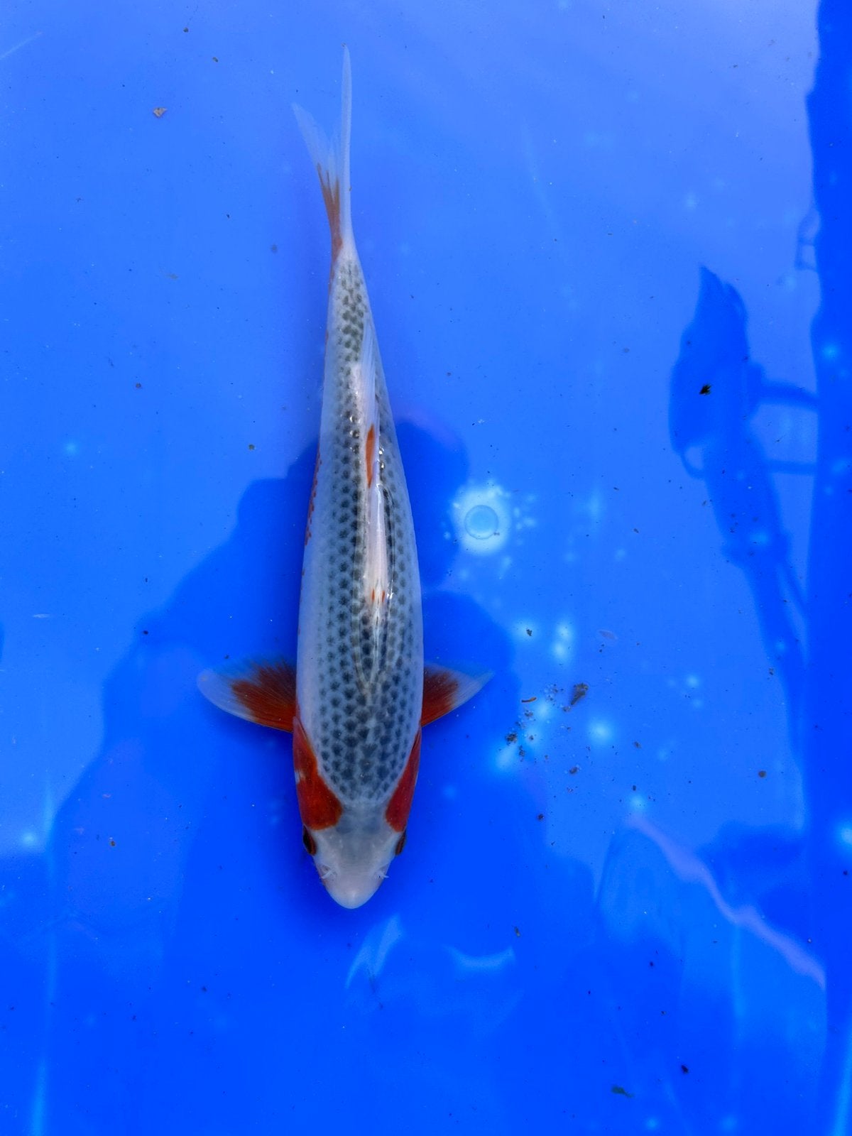 Asagi Japase koi 59 cm, Karper of Koi