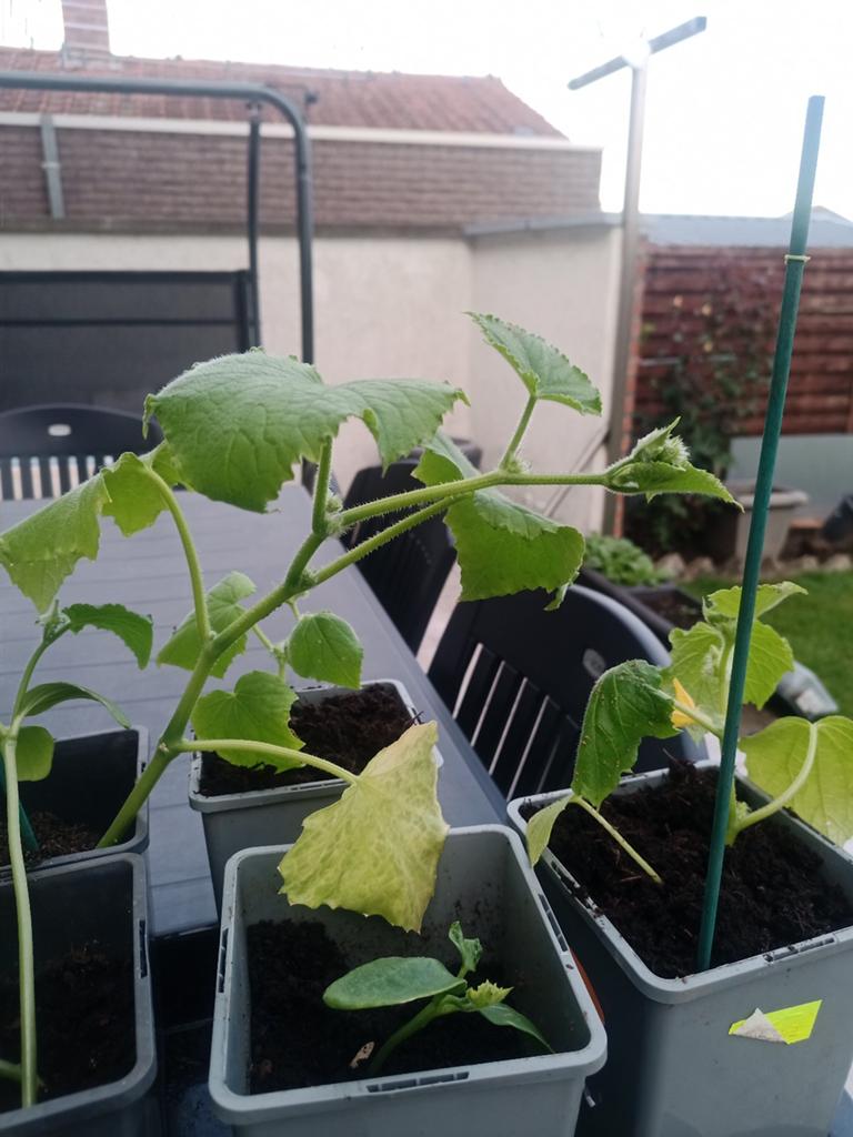 Komkommer, Tuin en Terras, Ophalen of Verzenden