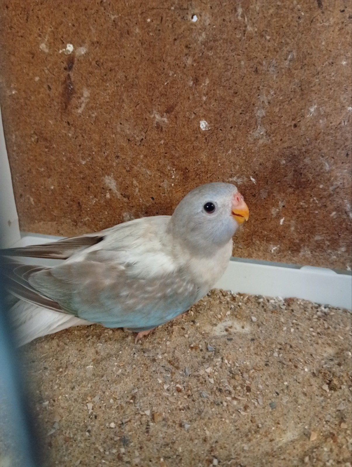 Splendid cinnamon blauw opaline (zilver )26, Bagué