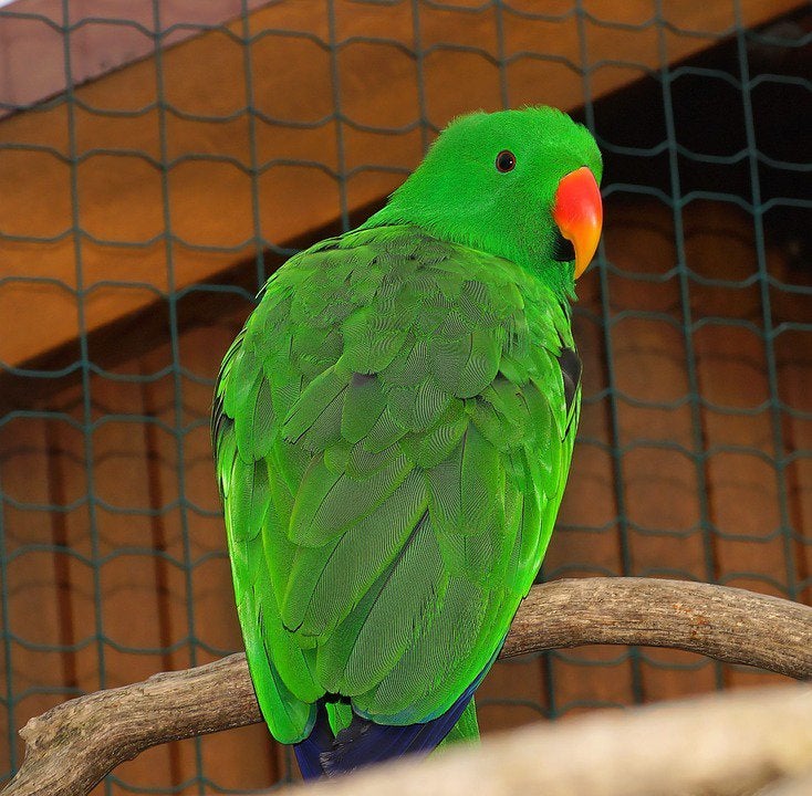 Grote edelpapegaai (Eclectus) 4 jaar – zoekt een vaste thuis, Animaux & Accessoires, Perroquet
