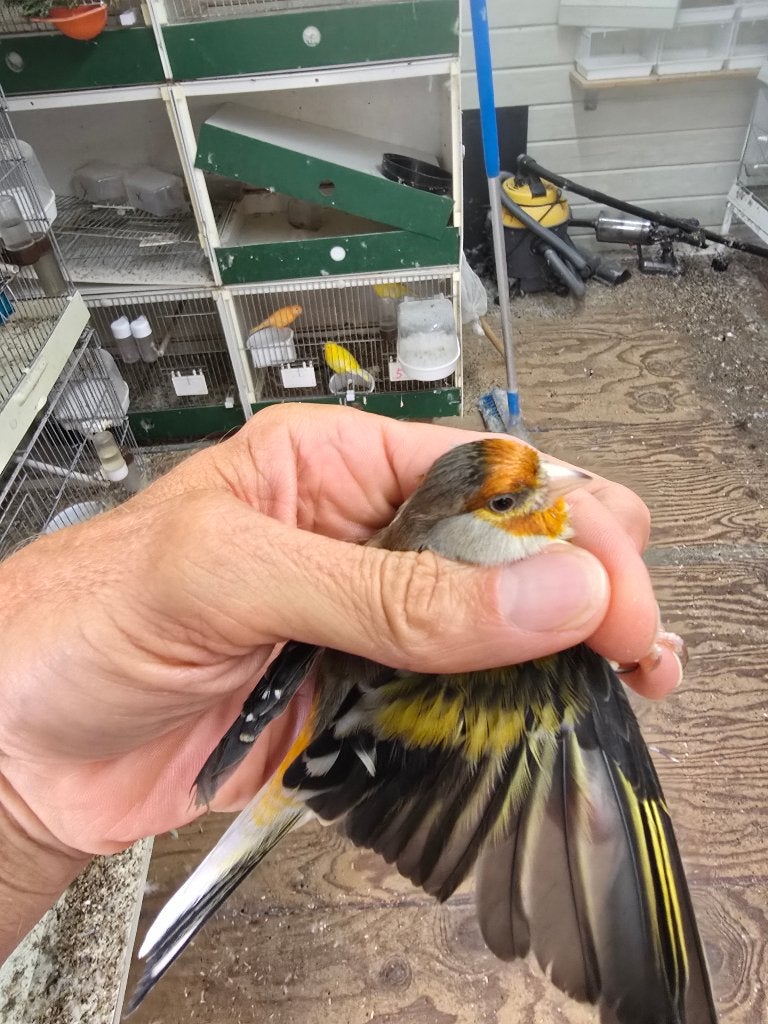 Distelvink x kanarie, Dieren en Toebehoren, Mannelijk, Bastaard