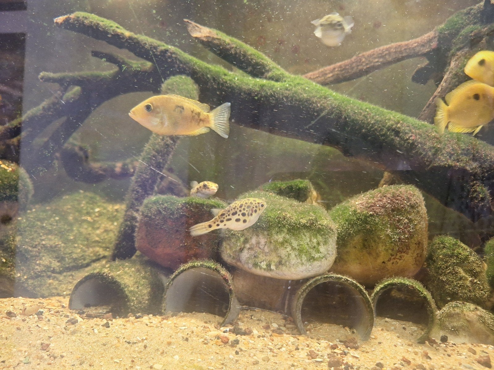 poissons aquarium, Enlèvement