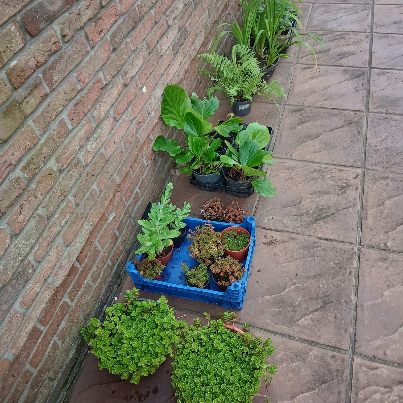 Tuinplanten vanaf 1 euro, Mortsel, Tuin en Terras, Planten | Tuinplanten, Ophalen, Kruiden, Volle zon