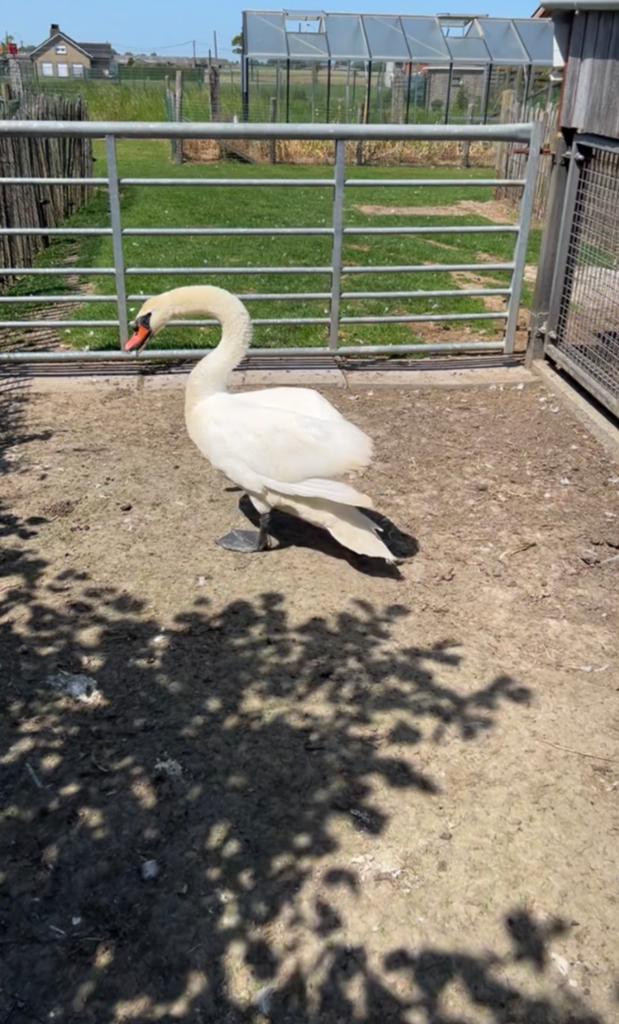 Witte zwaan, Mâle