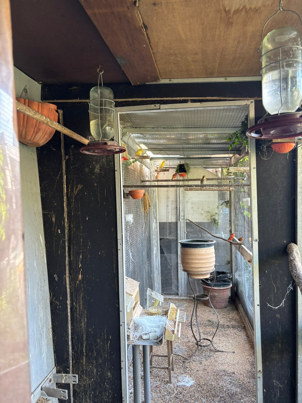 Kweekvogels, Dieren en Toebehoren