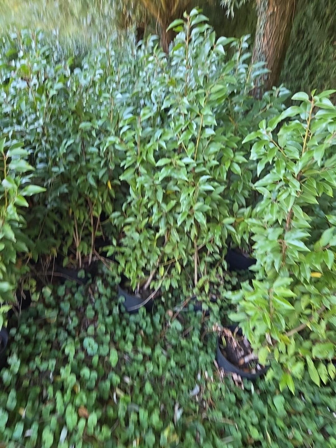 VOUS RÊVEZ D'UNE BELLE HAIE SEMPERVIRENTE ? à partir de 3,50, Jardin & Terrasse, Enlèvement, Laurier, Haie