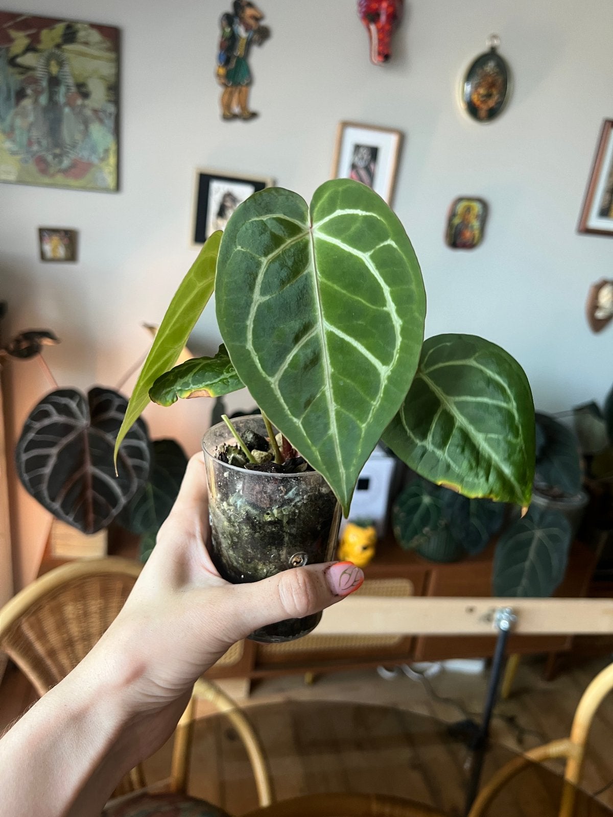 Anthurium Crystalinum, Enlèvement ou Envoi