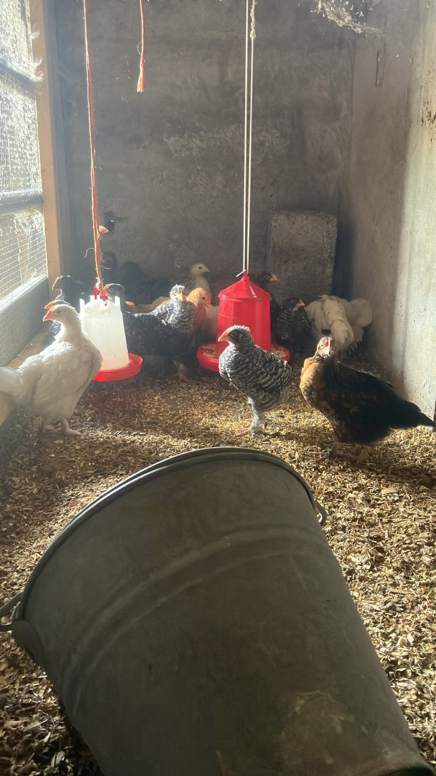 Poussins