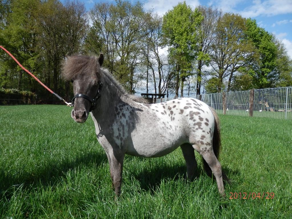 Miniatuurpaardjes, Dieren en Toebehoren, Merrie