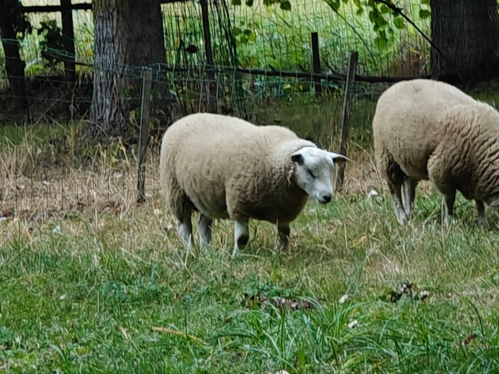 Beaux béliers Swifter à vendre, Animaux & Accessoires, Mâle, Mouton, 0 à 2 ans