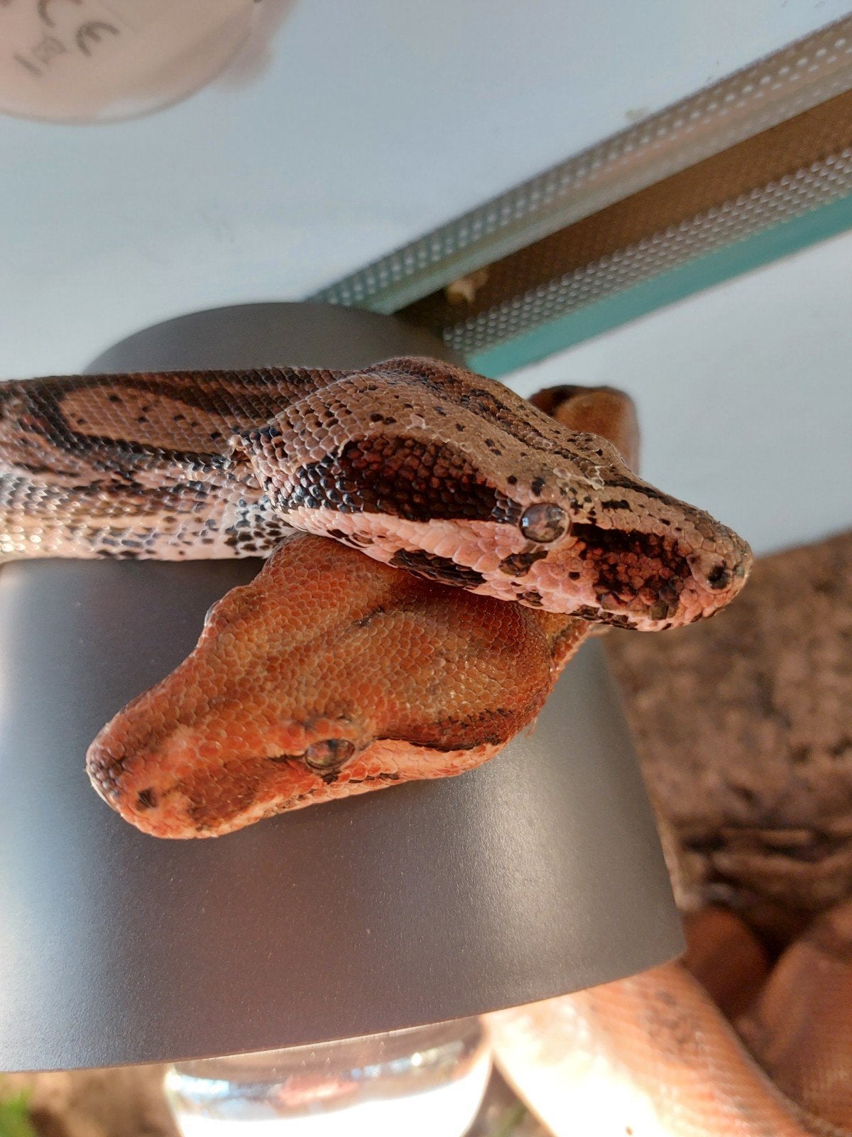 koppel boa's, Dieren en Toebehoren, Slang, 0 tot 2 jaar