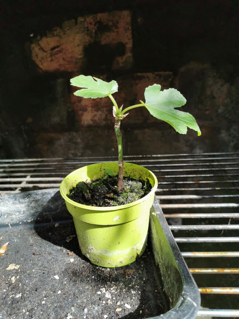 (Nu nog) kleine vijgenboom, Tuin en Terras, Ophalen, Vijgenboom, Winter