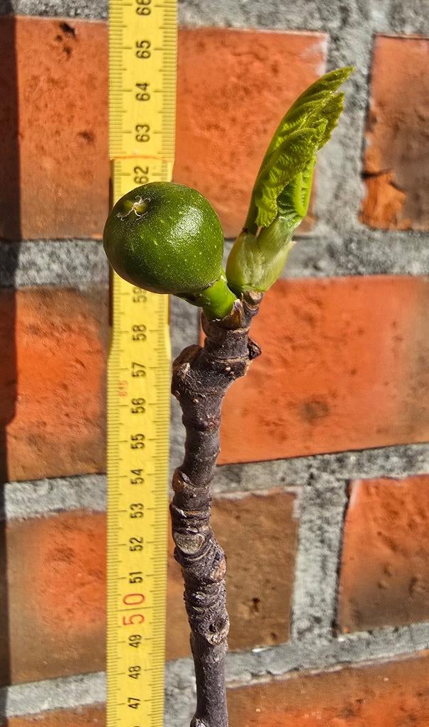 Vijgenboom 'BROWN TURKEY' vijgen boom Ficus Carica 1v3, Ophalen, Lente, Volle zon, In pot