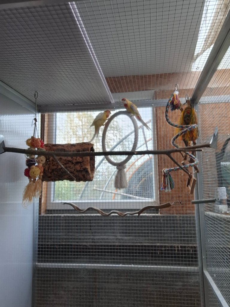 Rosellas, Femelle, Perruche