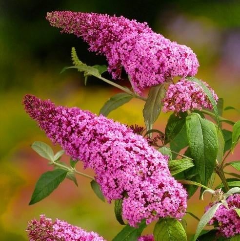Buddleja davidii "Pink delight" (vlinderstruik), Tuin en Terras, Ophalen, Vlinderstruik, Struik, 100 tot 250 cm