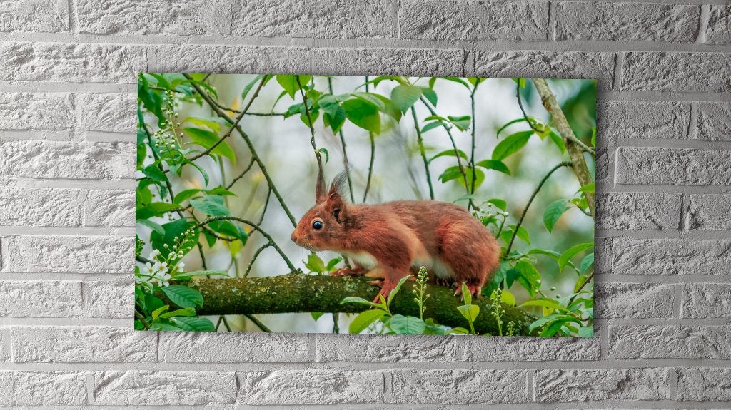 Natuurfoto op dibond – Eekhoorn in boom, Ophalen, Nieuw, Natuur, Foto