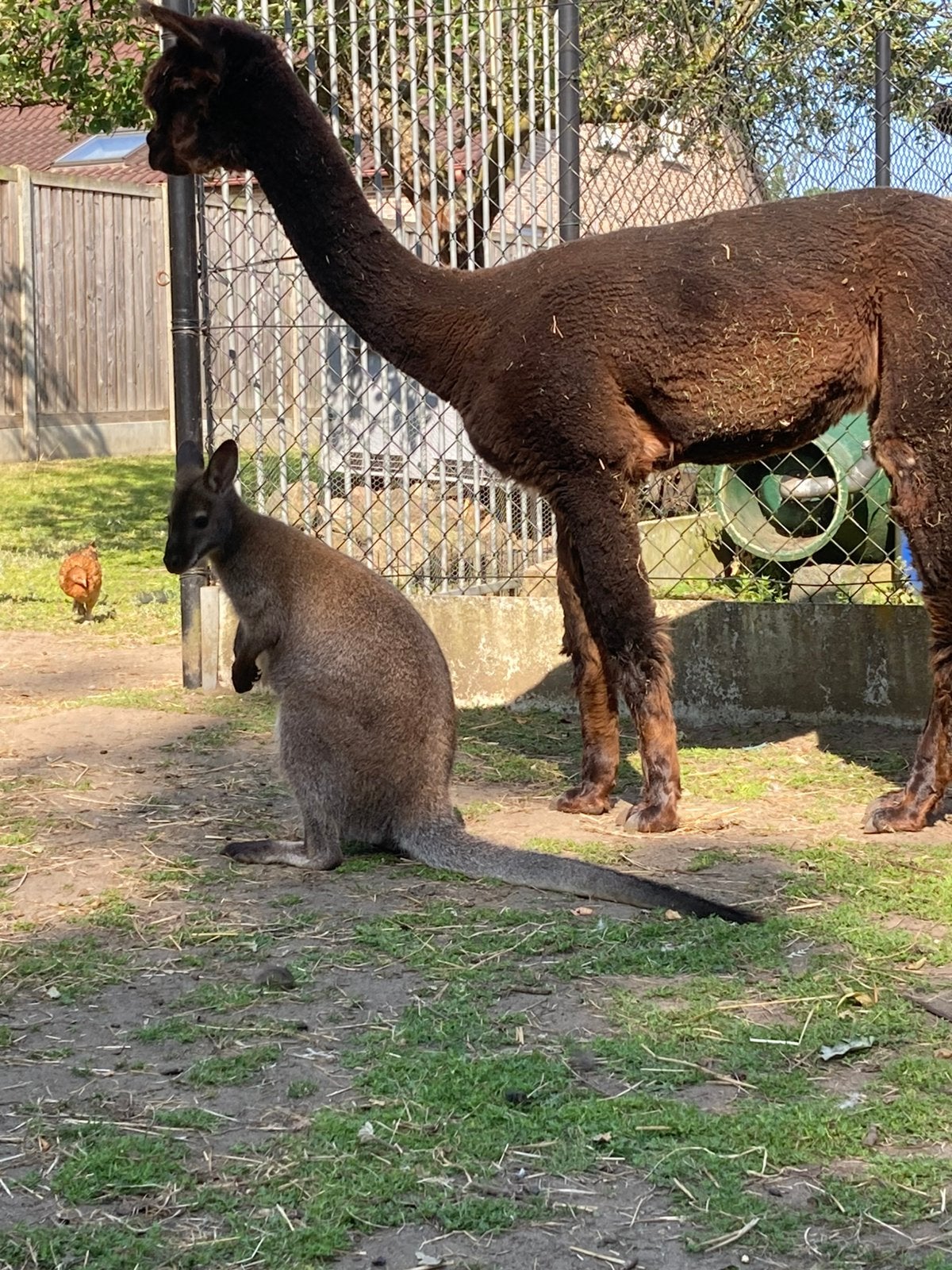 Alpaca merrie