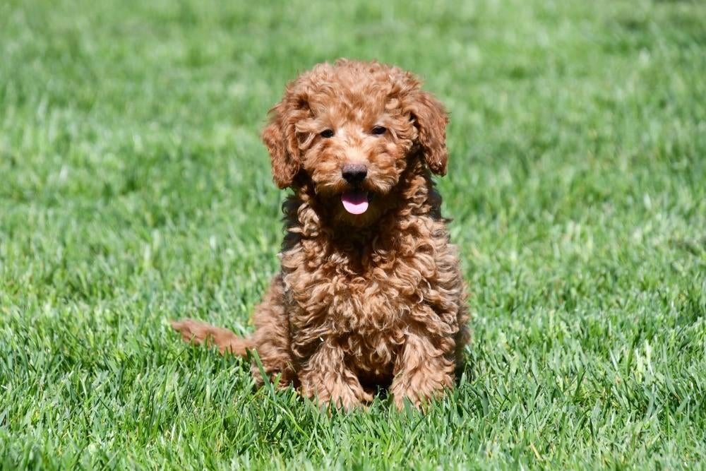 Dwergpoedel pups te koop