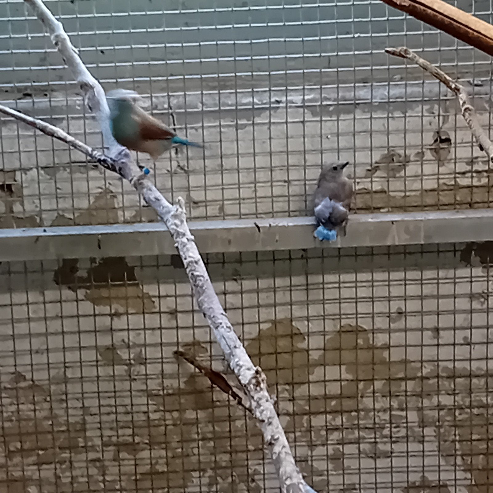 gezocht blauwkop blauwfazantjes