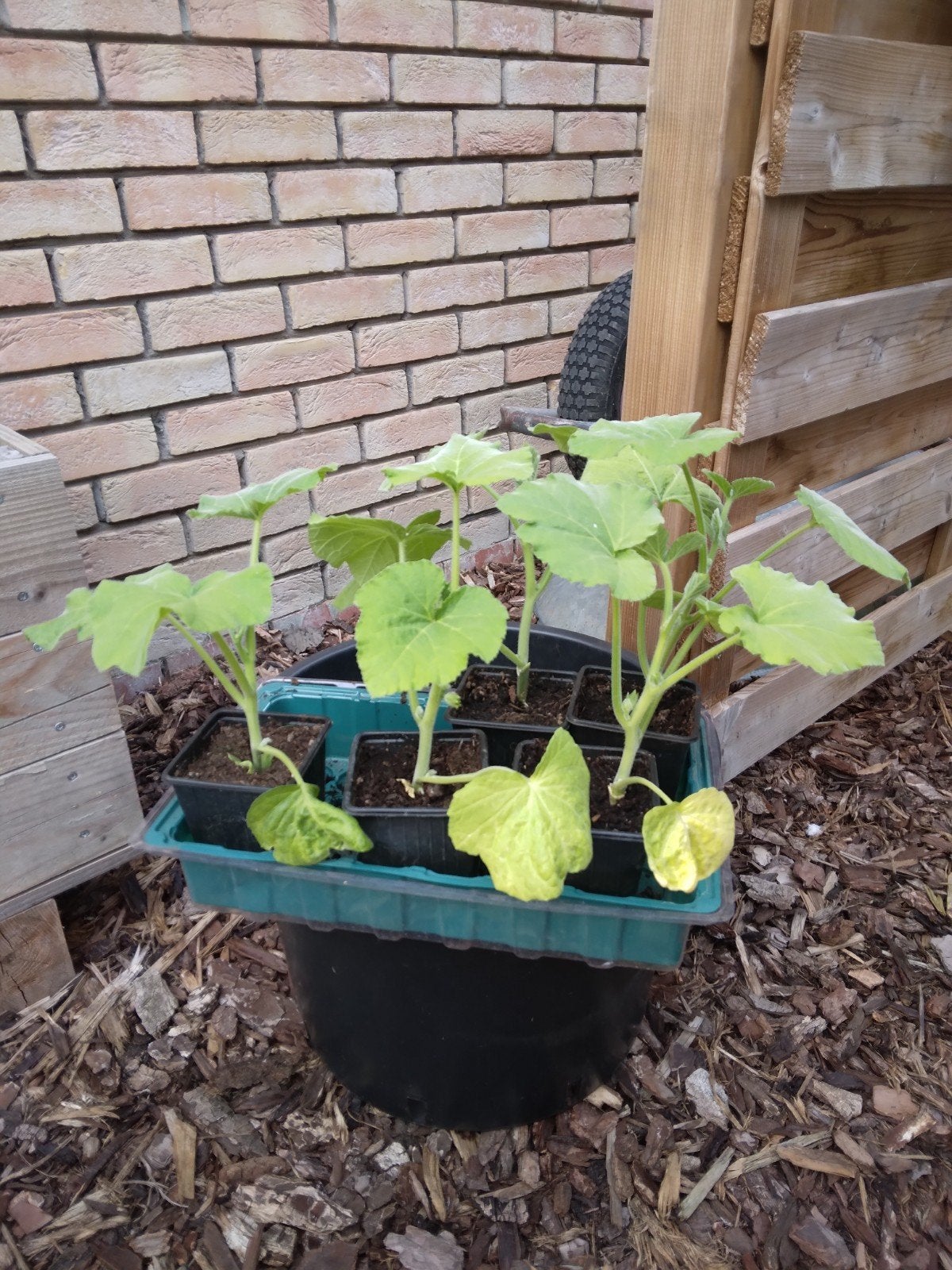 Pompoen butternutplantjes, Ophalen