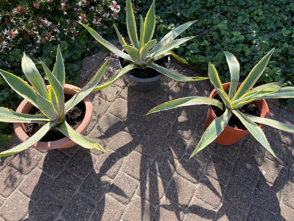 3 Mooie agaves Americana aan spotprijs!, Tuin en Terras, Volle zon, Vaste plant, Bloeit niet, Ophalen