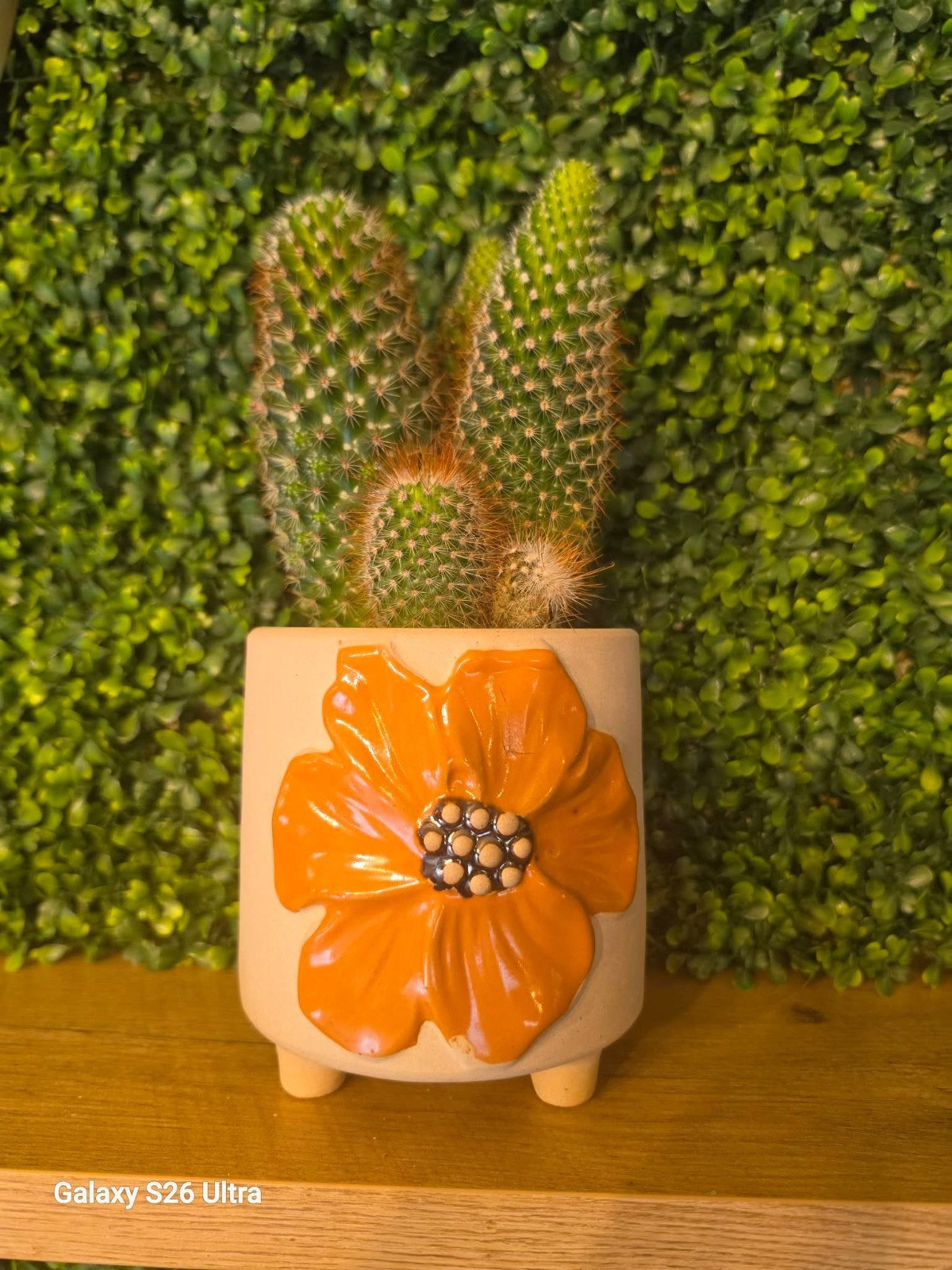 3 potten met cactussen, Tuin en Terras, Planten | Tuinplanten, Ophalen