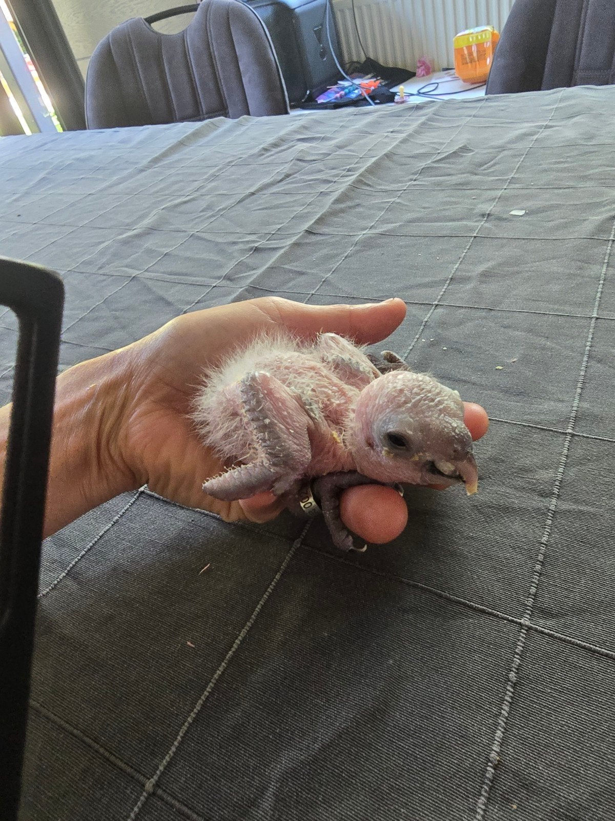 Roestkopcaique te reserveren