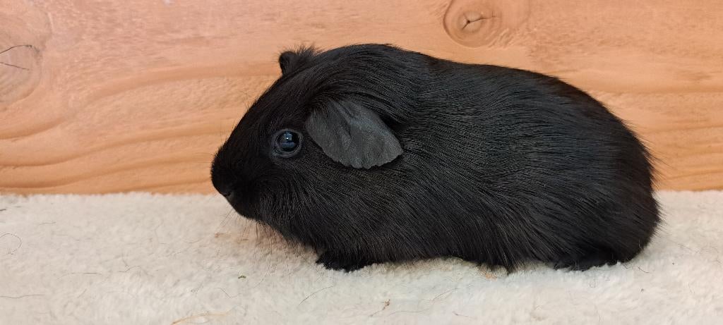 Schattige cavia, Mars, Mâle, Cobaye