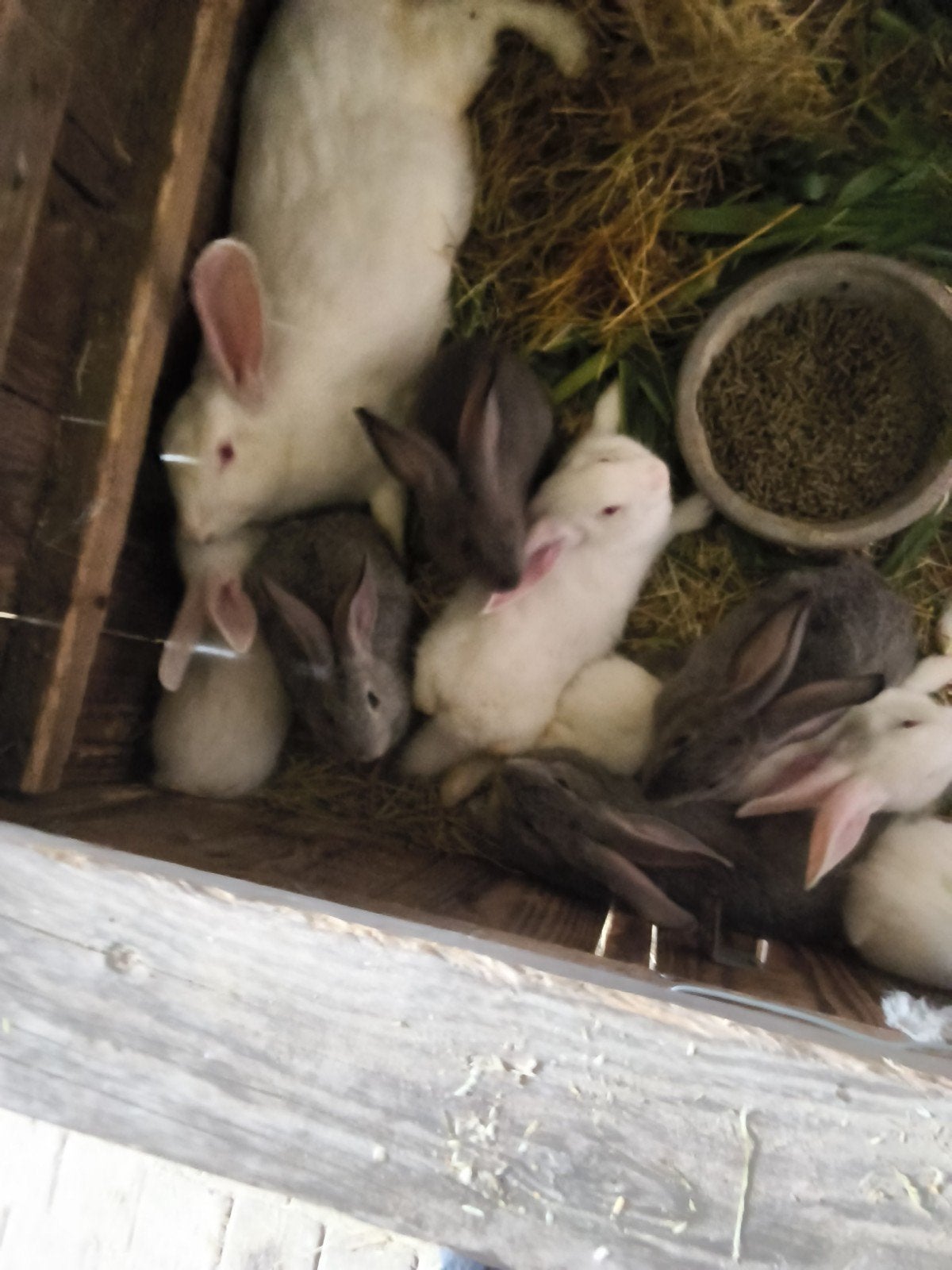 konijnen te koop, Animaux & Accessoires, Lapins