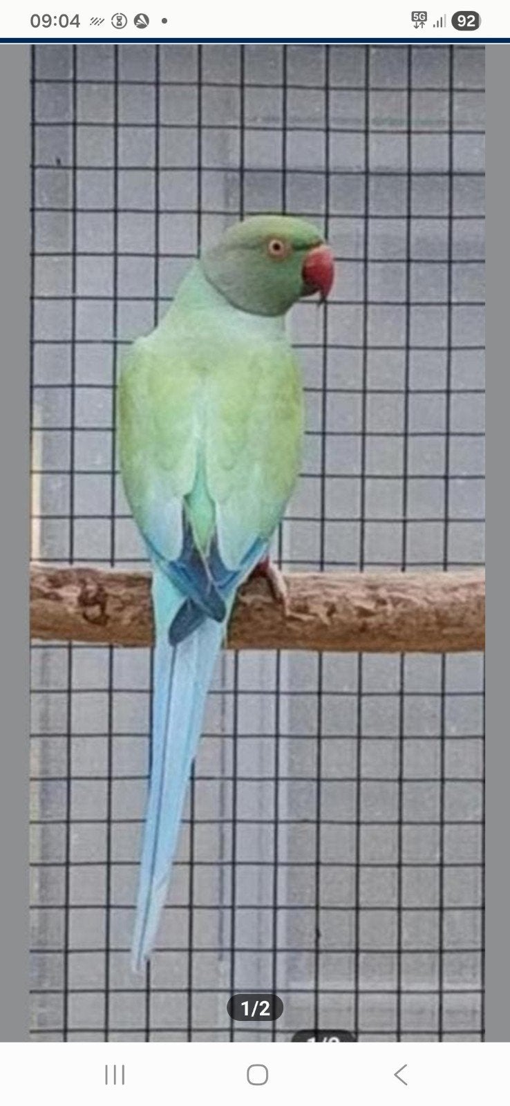 Blauw pastel opaline split bleekstaart man 2024 bewezen, Ophalen of Verzenden