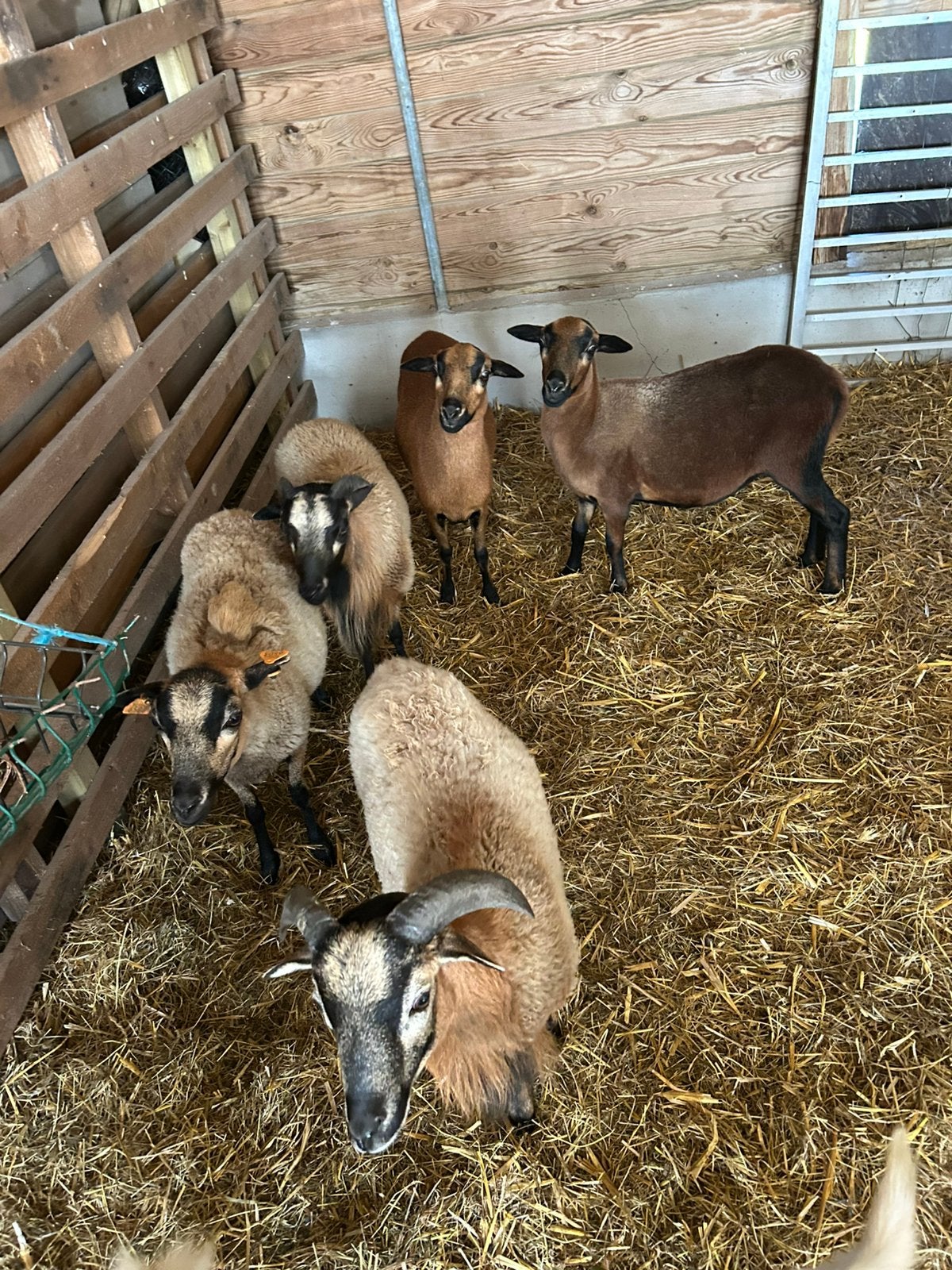 Schapen