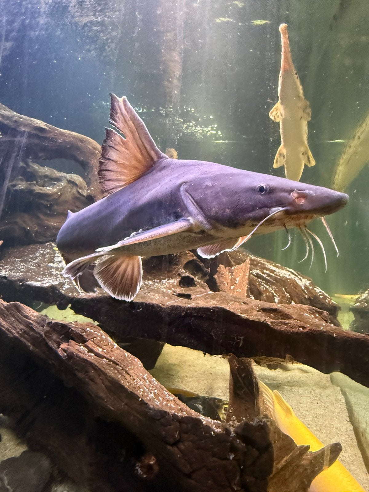 Stormii catfish, Animaux & Accessoires