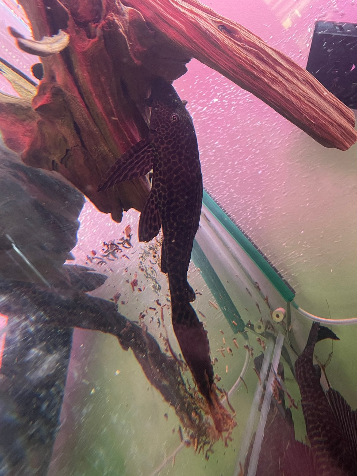Gratis 2 pleco’s, Dieren en Toebehoren